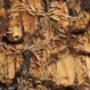 Termite infestation on wood