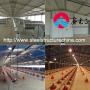 steel_structure_chicken_house