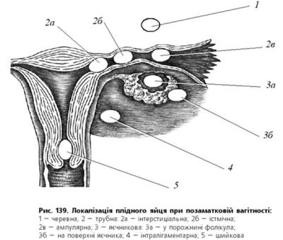 cervix
