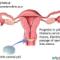 STD-S-Treatment