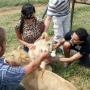 Lion park