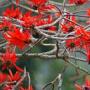 Coral tree flowers