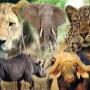 Big 5 Game drives