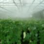 Humidification / Green House