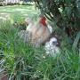 Ducks & Chickens