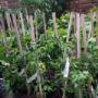 Fruit trees