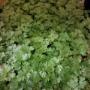 Herbs