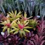 indoor/outdoor plants