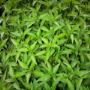 seedlings