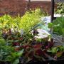 seedlings