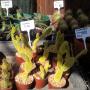 vetplante
