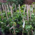 FRUIT TREES & VINES