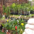 VEGETABLE SEEDLINGS, HERBS & FLOWERS