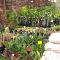 Seasonal-flowering-plants