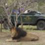 Kapama Kruger Safari