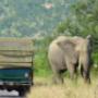 Kruger Safari