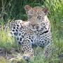 Wild Life