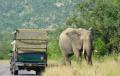 Kruger Safari