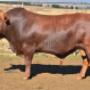 BULL GEL10-41 (28)