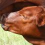 Milk on demand - Uit die mond van die suigeling
