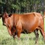Smooth muscling- sagte bespiering