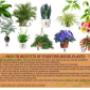 Clean Air plants