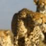 Cheetah rehabilitation at Inverdoorn