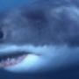 Great White Shark Diving