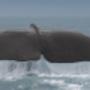 View the Southern Right Whale