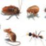 Little critters!