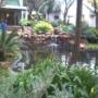 Natural Rock Koi Pond with streams and waterfalls