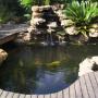 Rock Koi Pond with deck