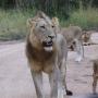 WILDLIFE SAFARIS WITH THE BIG 5