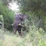 WILDLIFE SAFARIS WITH THE BIG 5