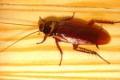 Cockroach Control