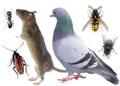 General Pest Control