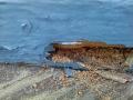 Wood Borer Treatment