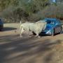 lion park