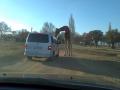 Lion Park Tour