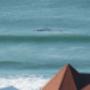 Whales At Whale-Phin