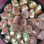 Bruchetta Platter