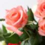Our Pink Roses