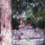 Paintball Field