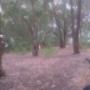 Paintball Field