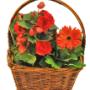 Basket of begonia and gerbera plants