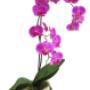Moth orchid in mirror vase