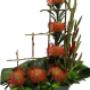 Trellis with proteas