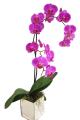 Cerise orchid