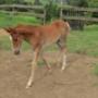 A Stormy Hill foal