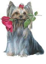 Cats & Dogs Grooming Parlour